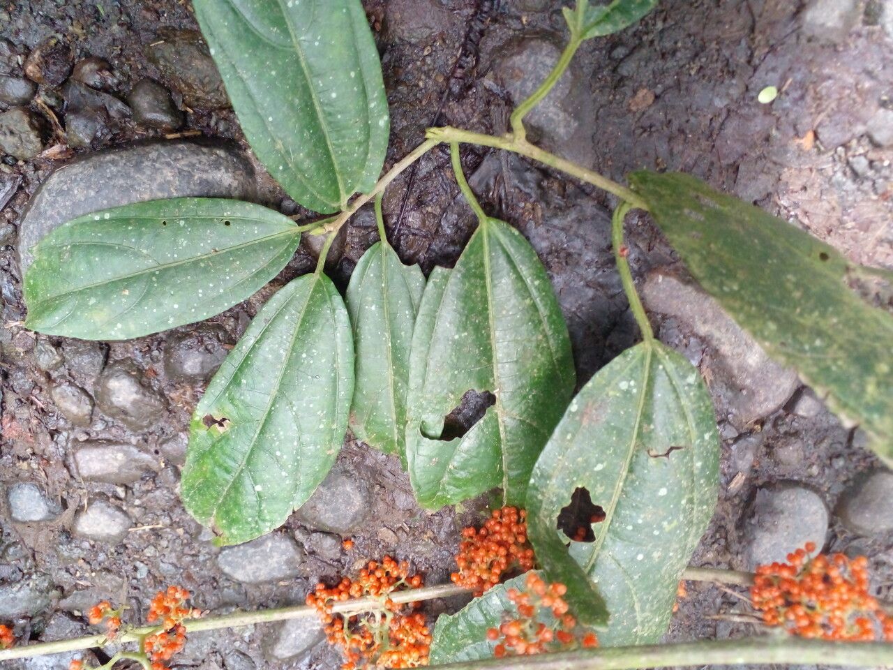 Urera lianoides leaf