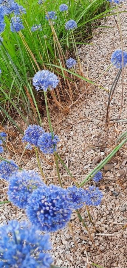 Jasione maritima bark