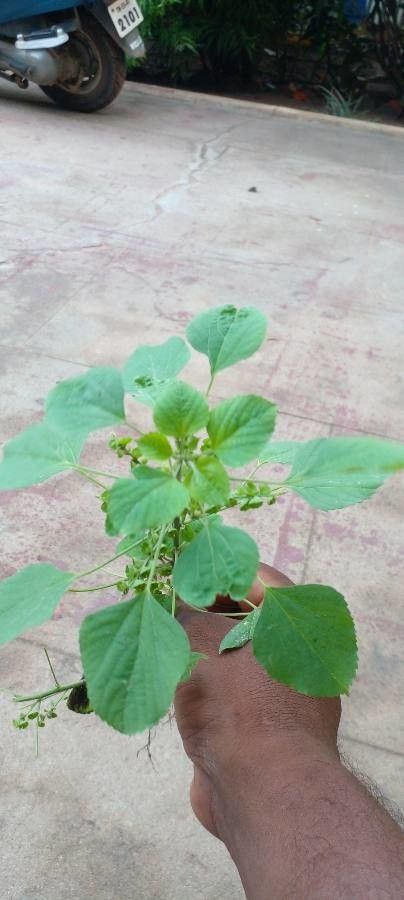 Acalypha macrostachya — search result for 'Acalypha'