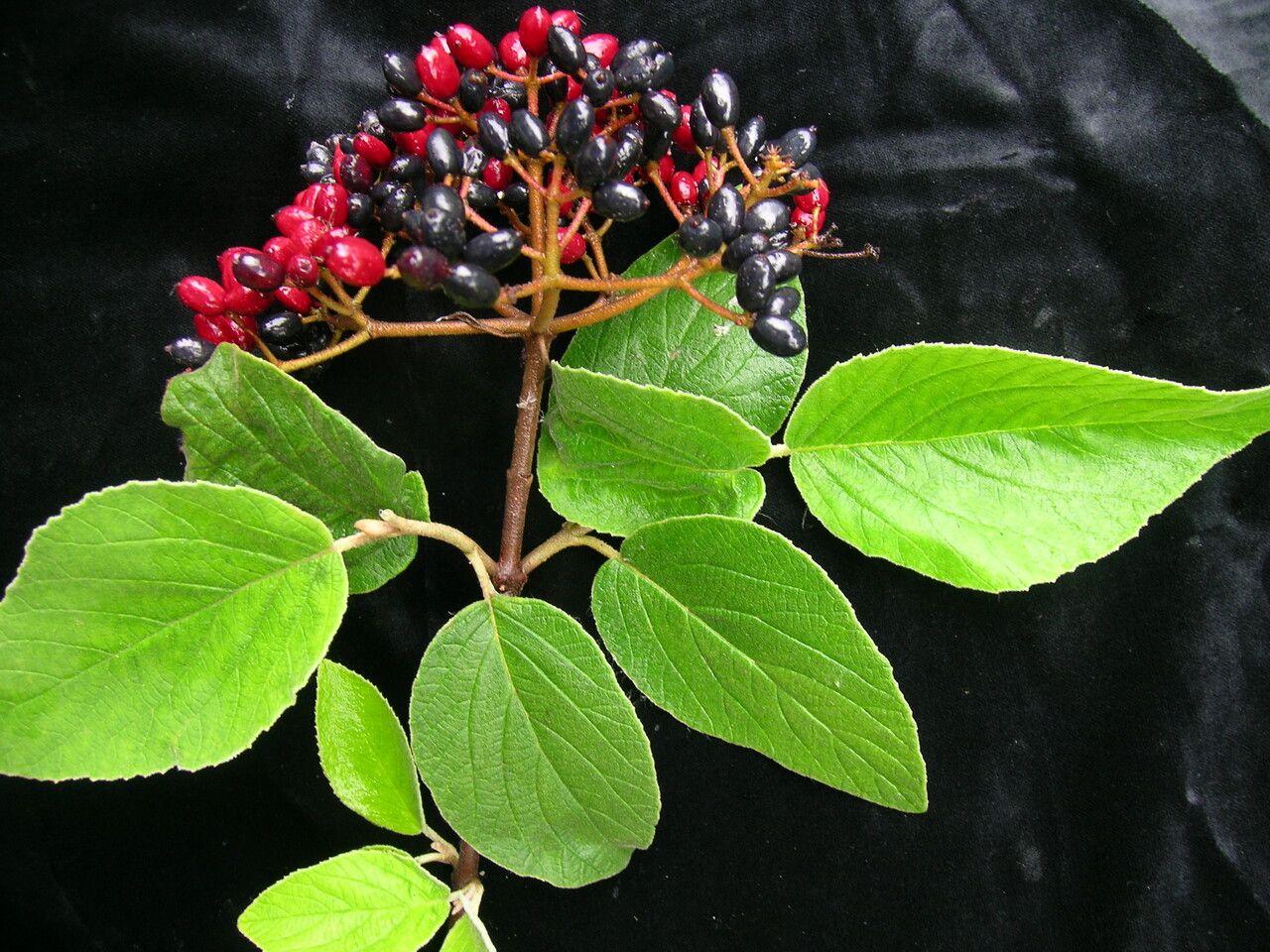 Viburnum cotinifolium habit