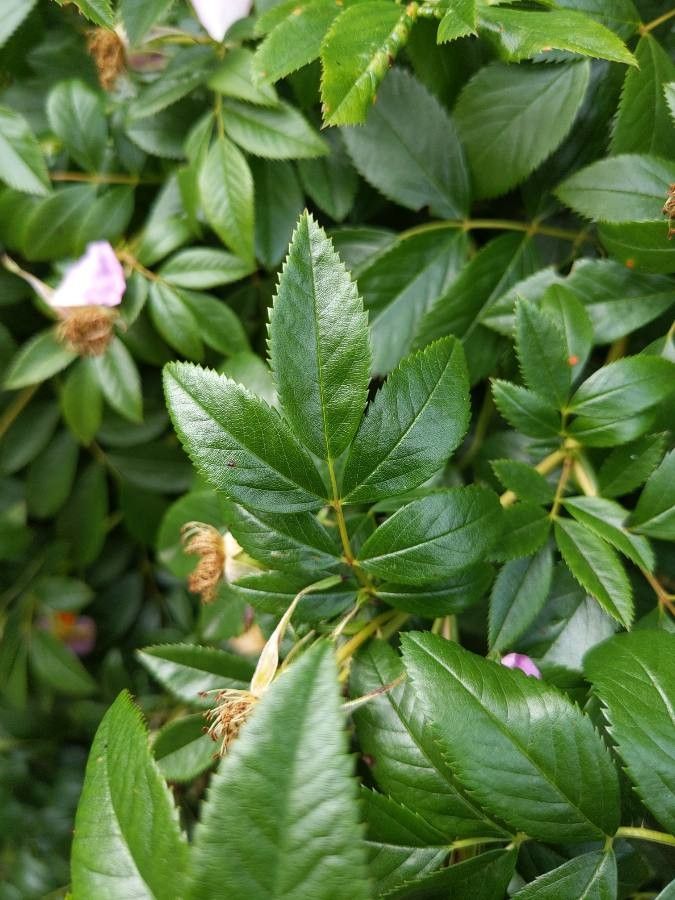 Rosa virginiana leaf