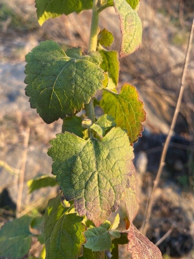 Brickellia californica leaf