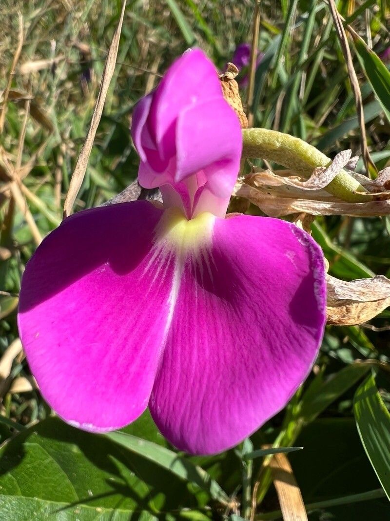 Canavalia rosea flower