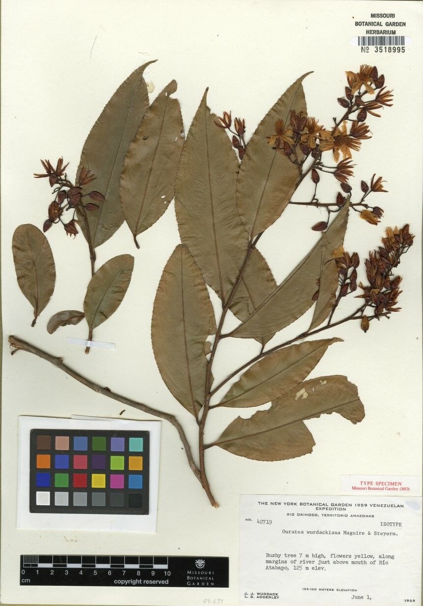 Ouratea superba — houseplant care guide