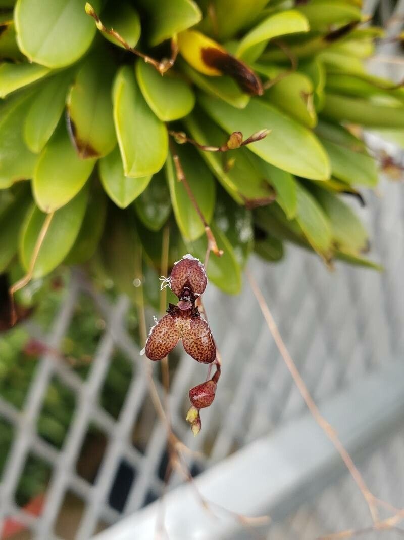 Stelis villosa flower