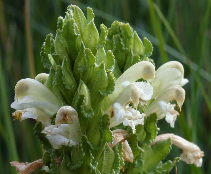 Pedicularis crenulata — search result for 'Pedicularis'