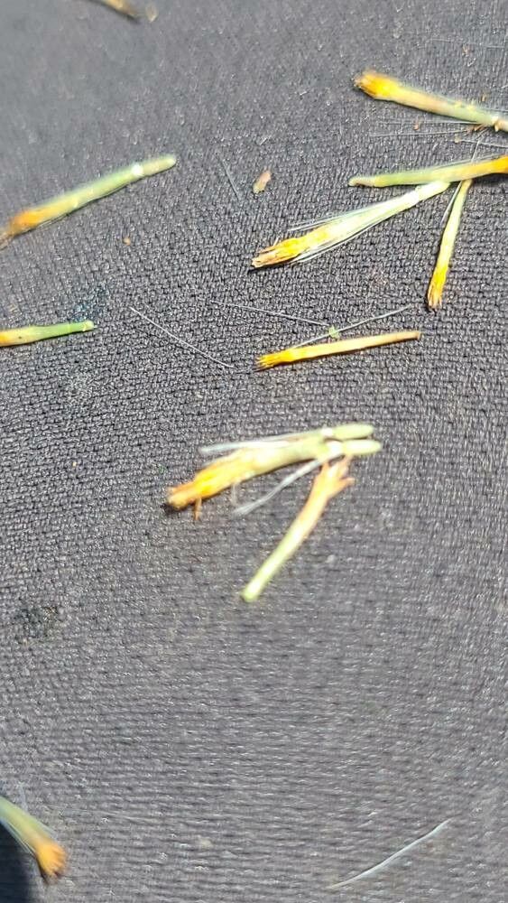 Pulicaria odora fruit