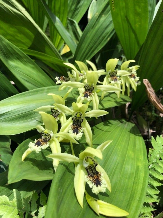 Coelogyne pandurata — houseplant care guide