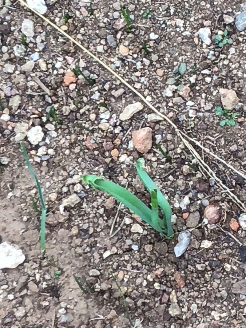 Narcissus romieuxii — search result for 'Narcissus'