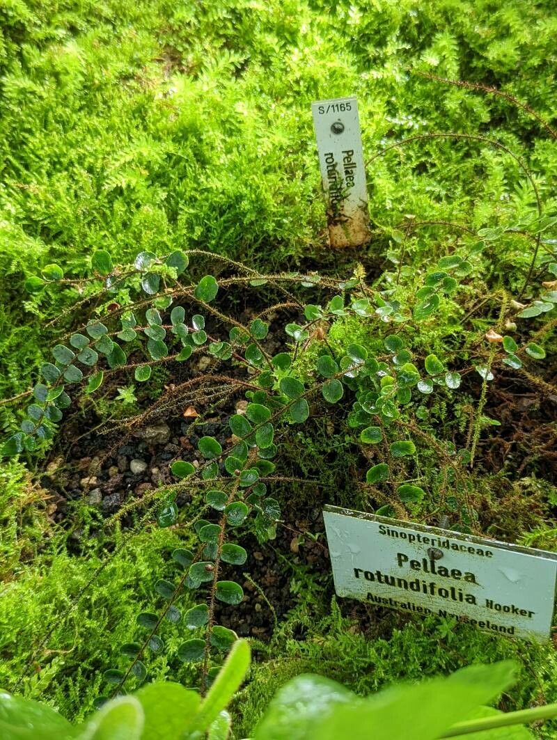 Pellaea rotundifolia habit