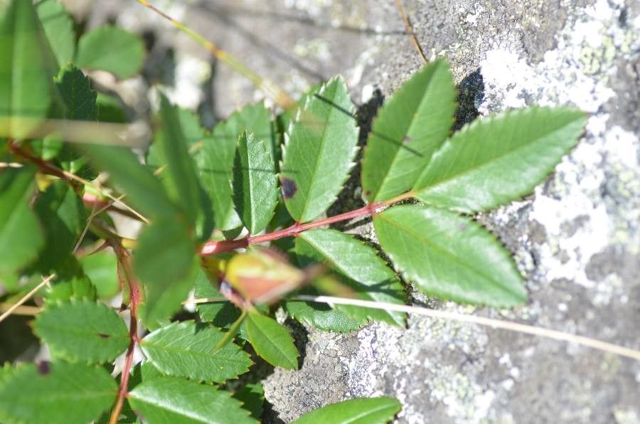 Rosa virginiana — search result for 'Rosa'