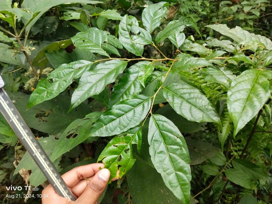 Styrax serrulatus leaf