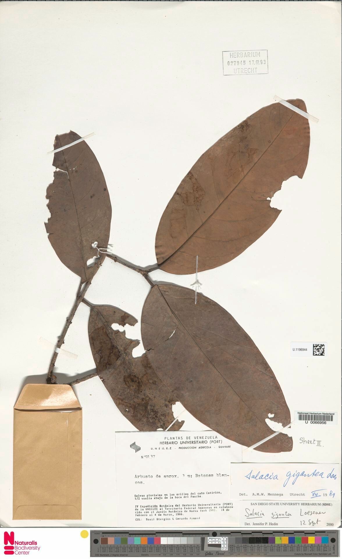 Salacia gigantea — houseplant care guide