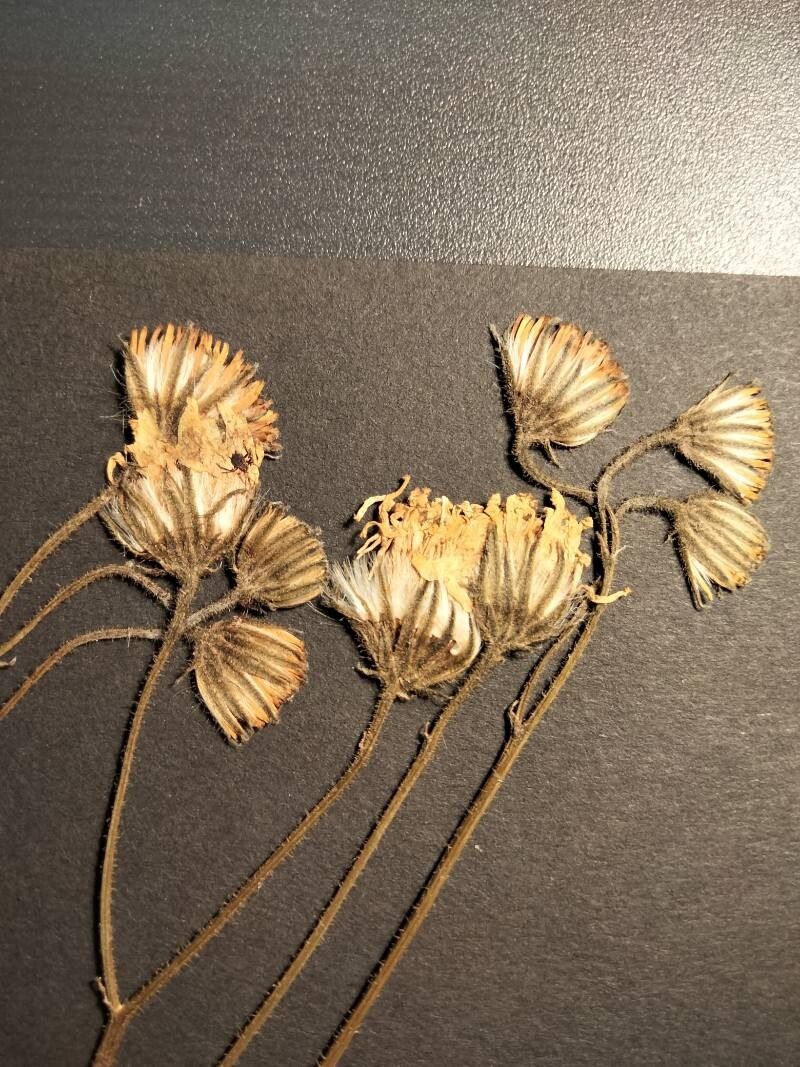 Hieracium verbascifolium flower