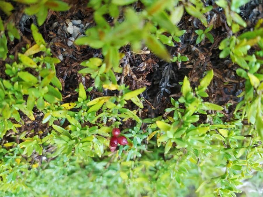 Plocama calabrica fruit