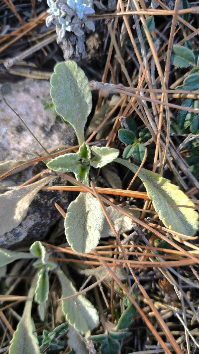 Scabiosa andryalifolia — related species from the same genus