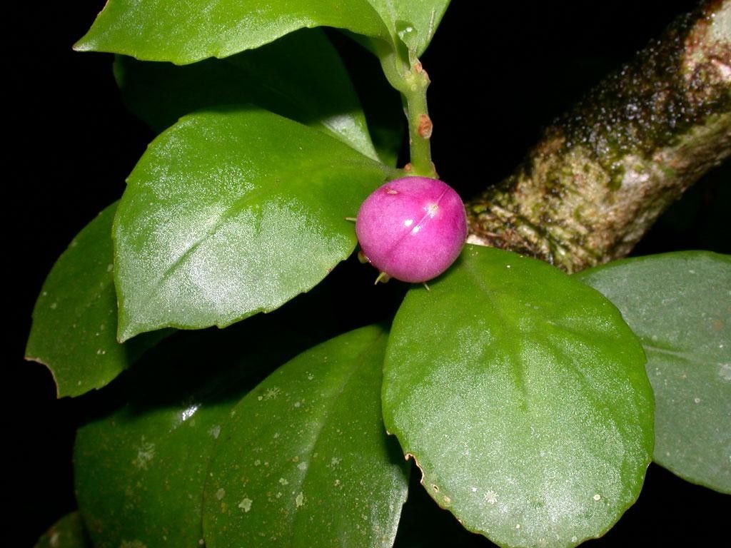 Codonanthopsis uleana fruit