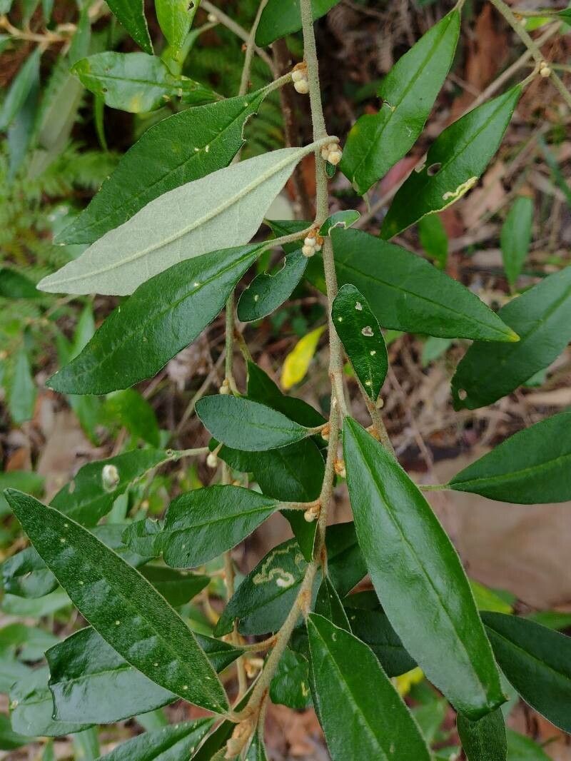 Asterolasia correifolia — houseplant care guide