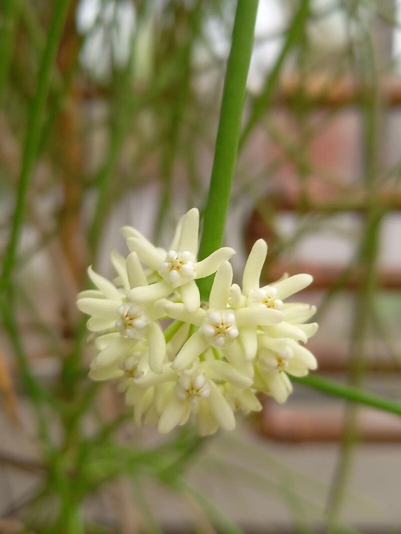 Cynanchum viminale flower
