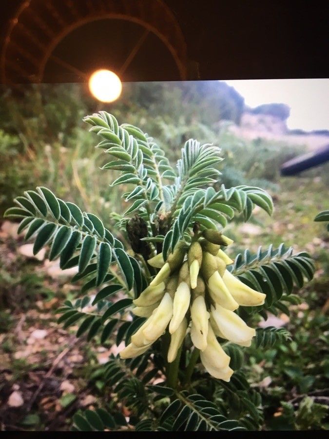 Erophaca baetica flower