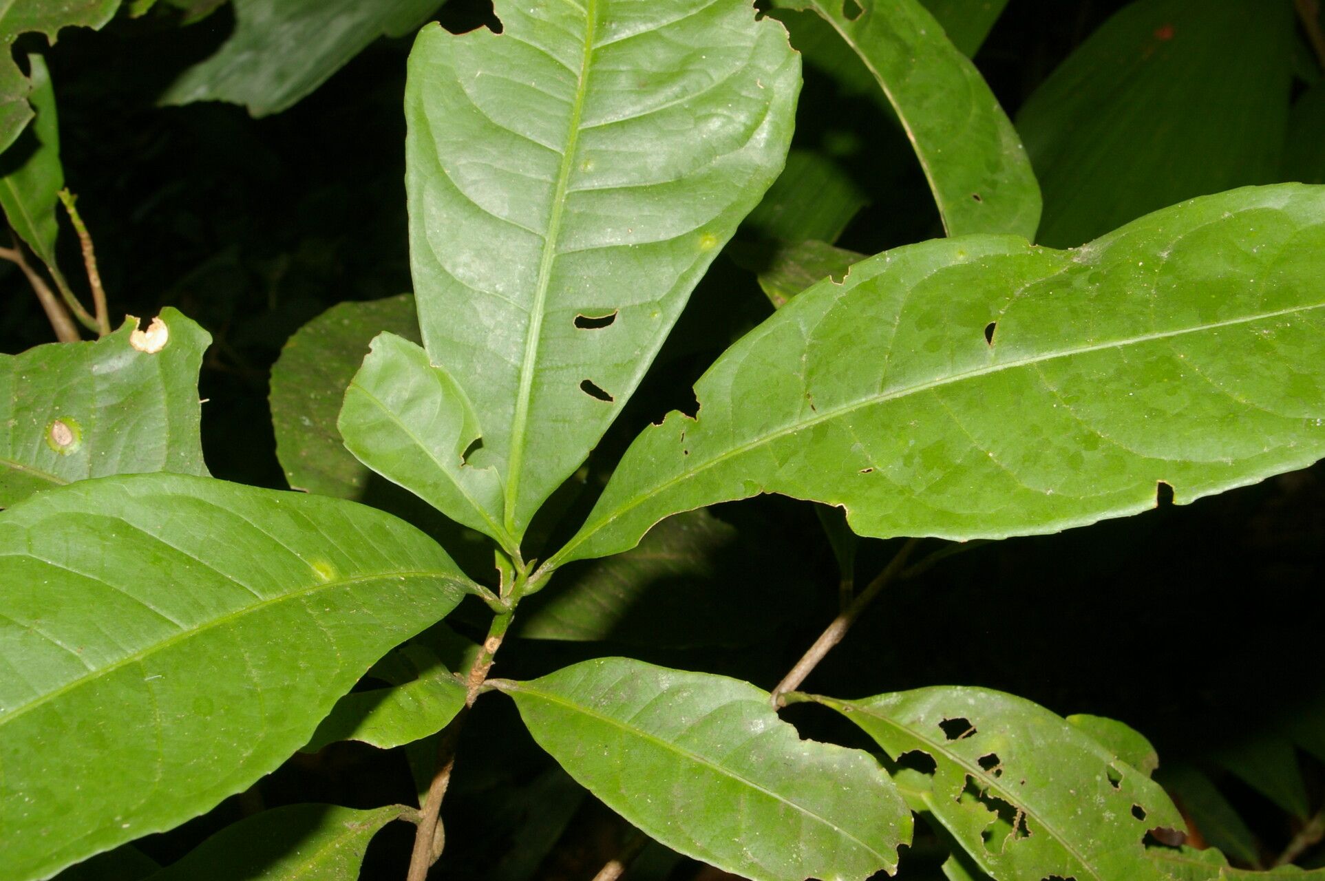 Gustavia brachycarpa — related species from the same genus