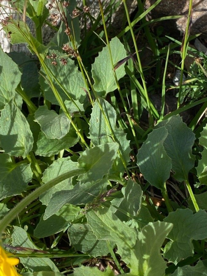 Doronicum grandiflorum — search result for 'Doronicum'