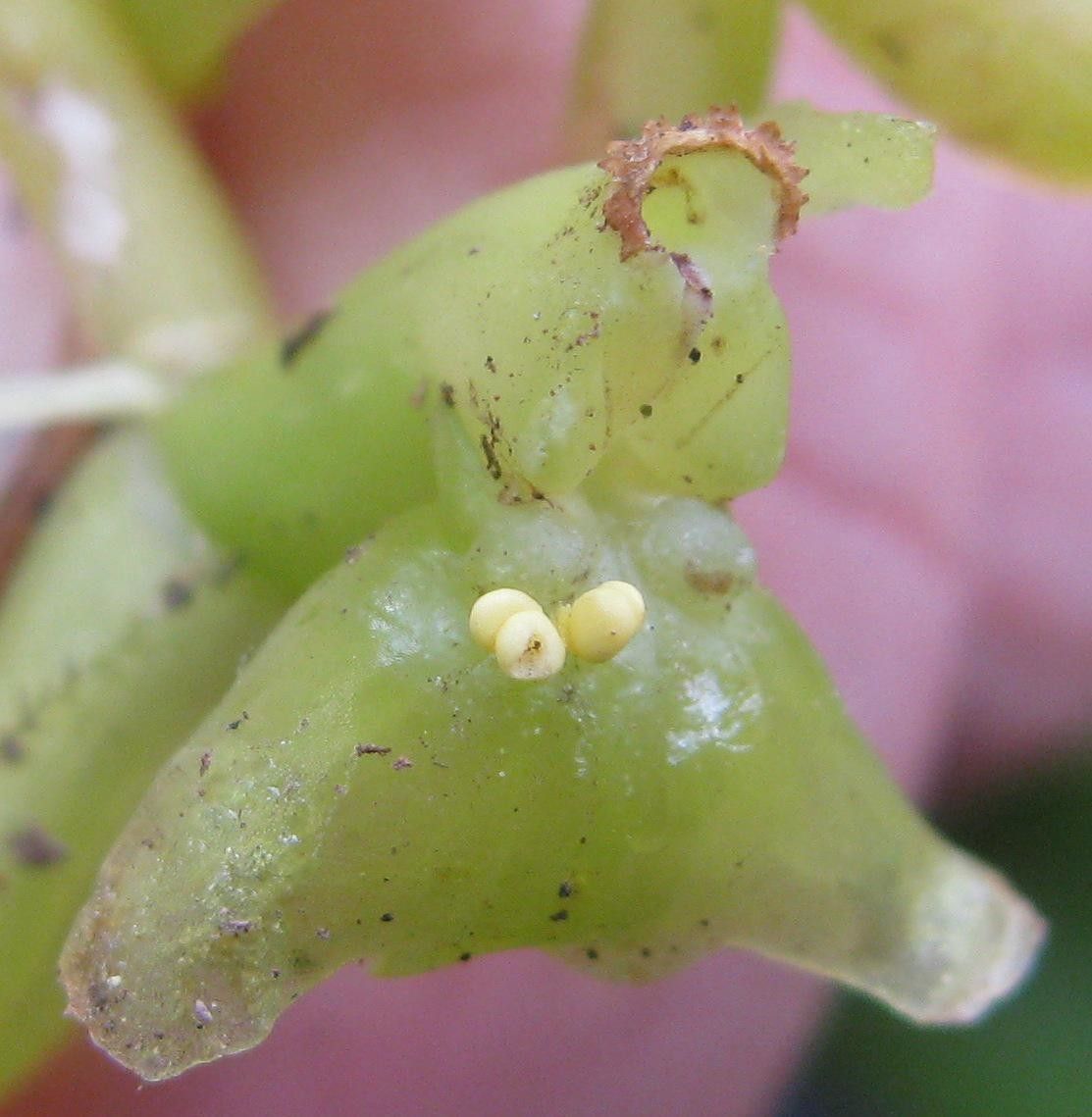 Epidendrum lagenocolumna flower