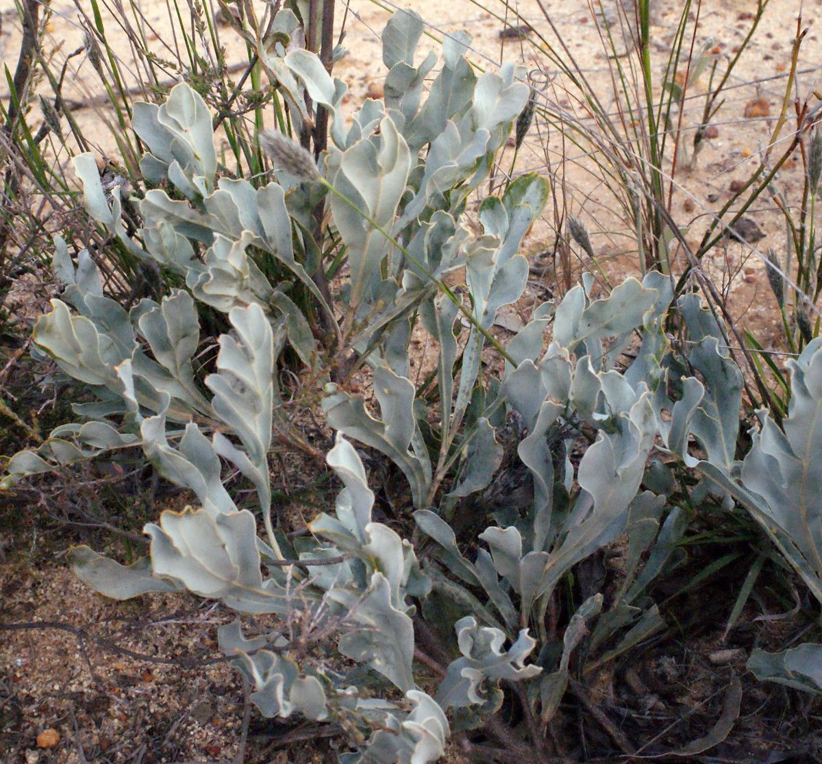 Grevillea eryngioides — search result for 'Grevillea'