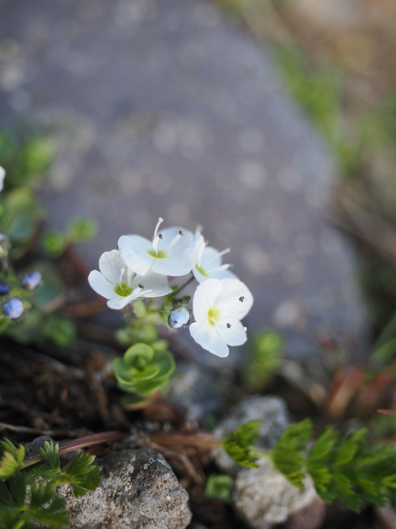 Veronica telephiifolia flower
