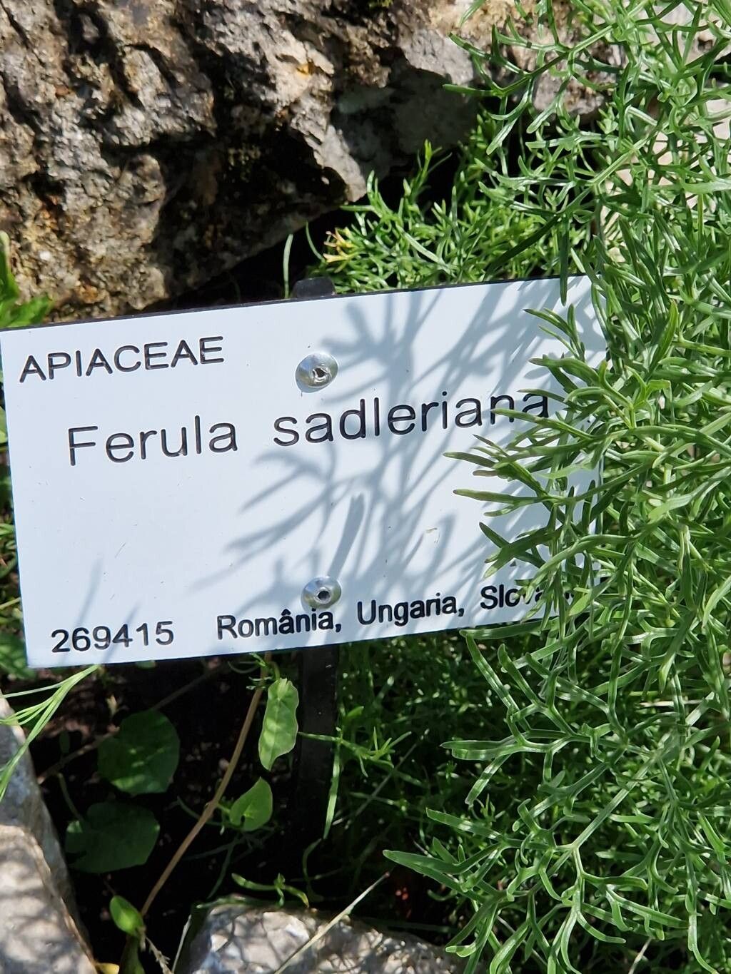Ferula sadleriana other