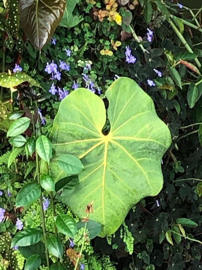 Anthurium faustomirandae leaf