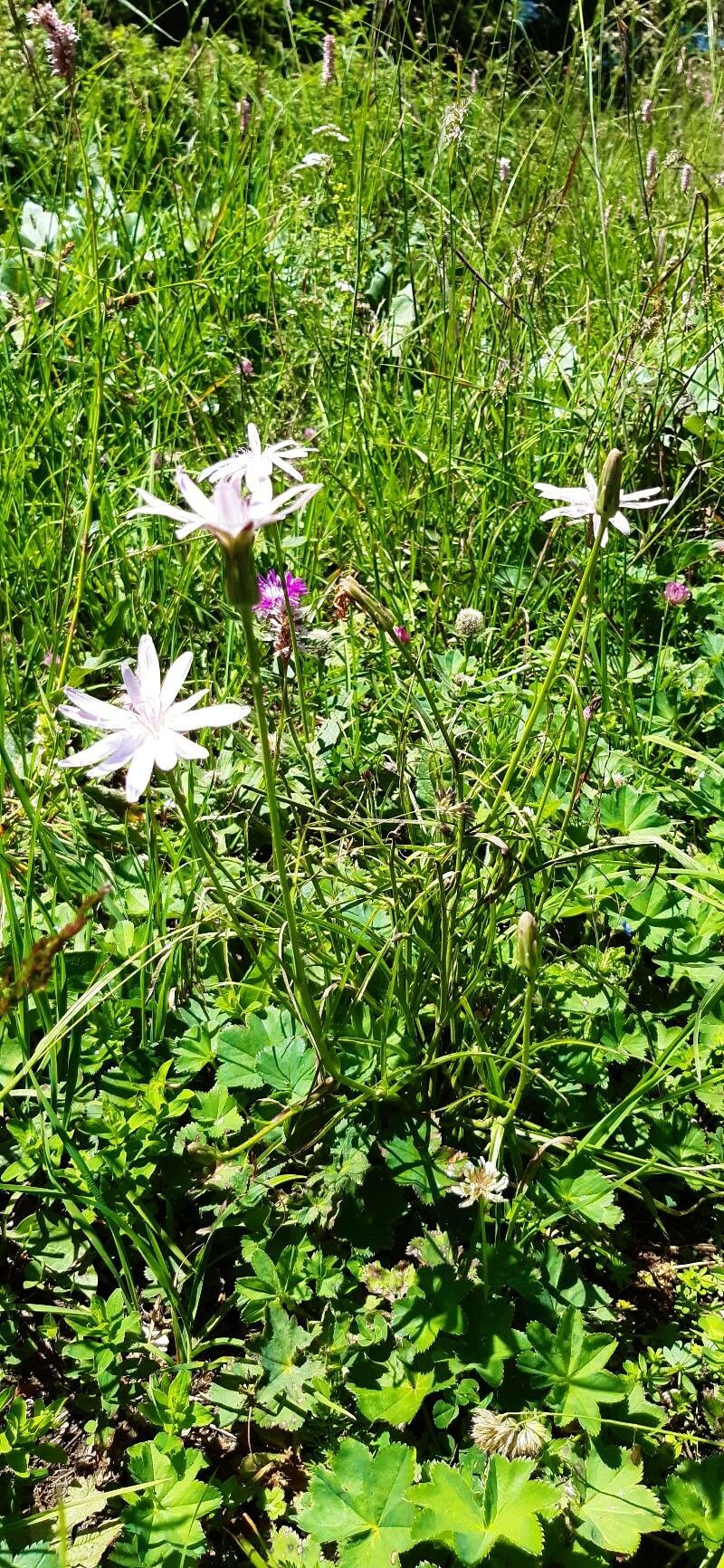 Scorzonera rosea habit