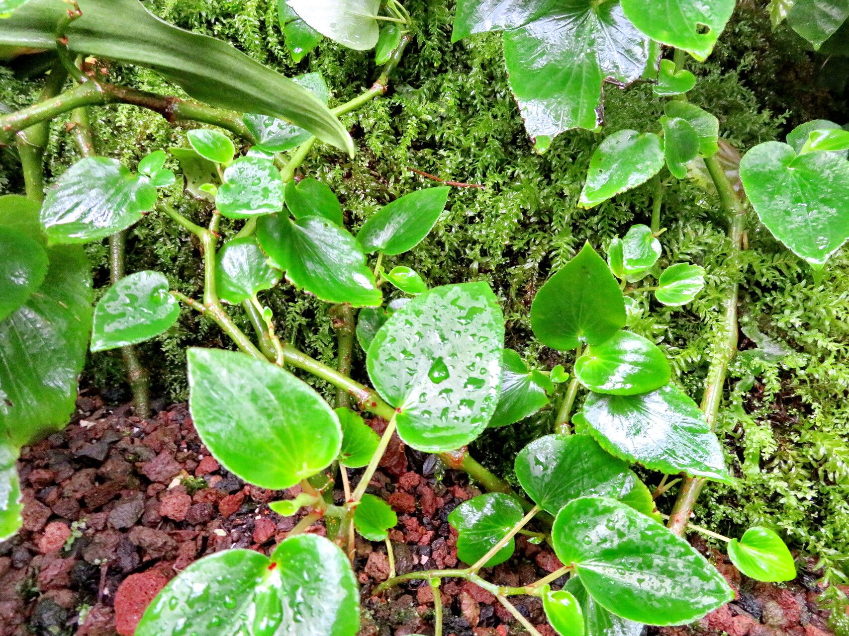 Begonia descoleana — houseplant care guide