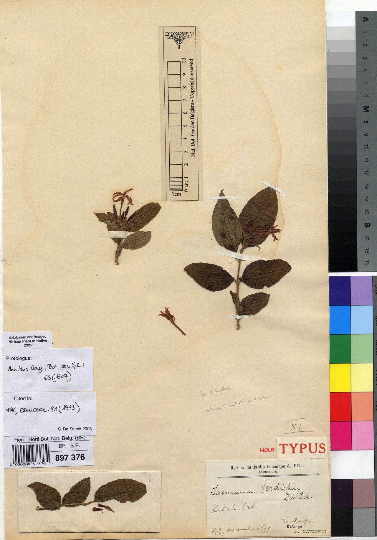 Jasminum verdickii — houseplant care guide