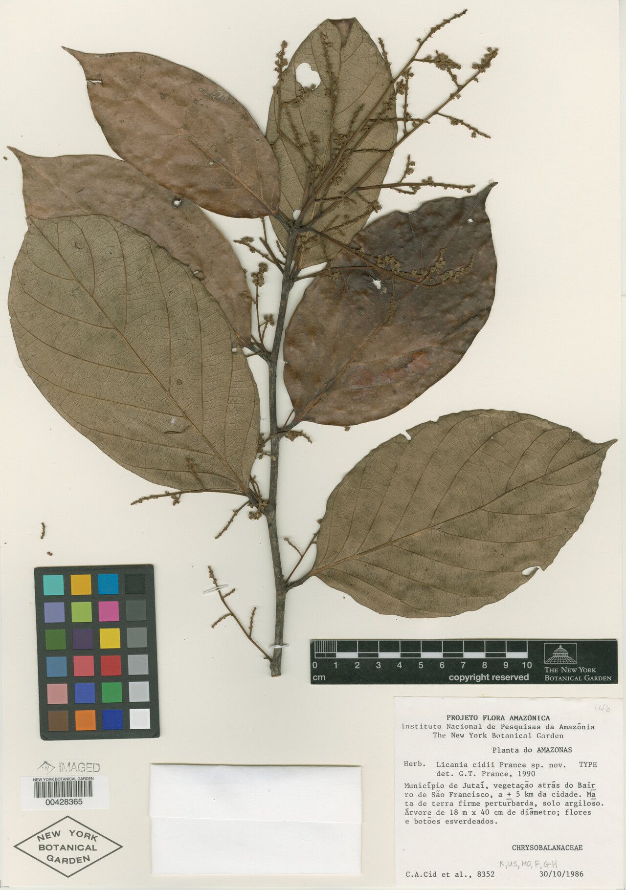 Licania cidii — houseplant care guide