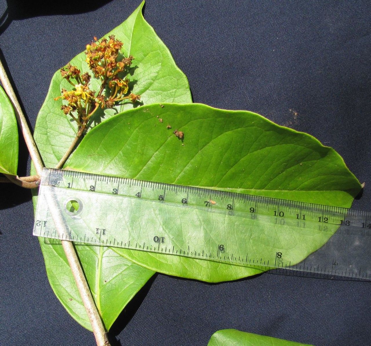 Heteropterys obovata other