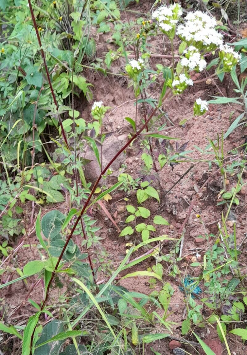Stevia achalensis habit