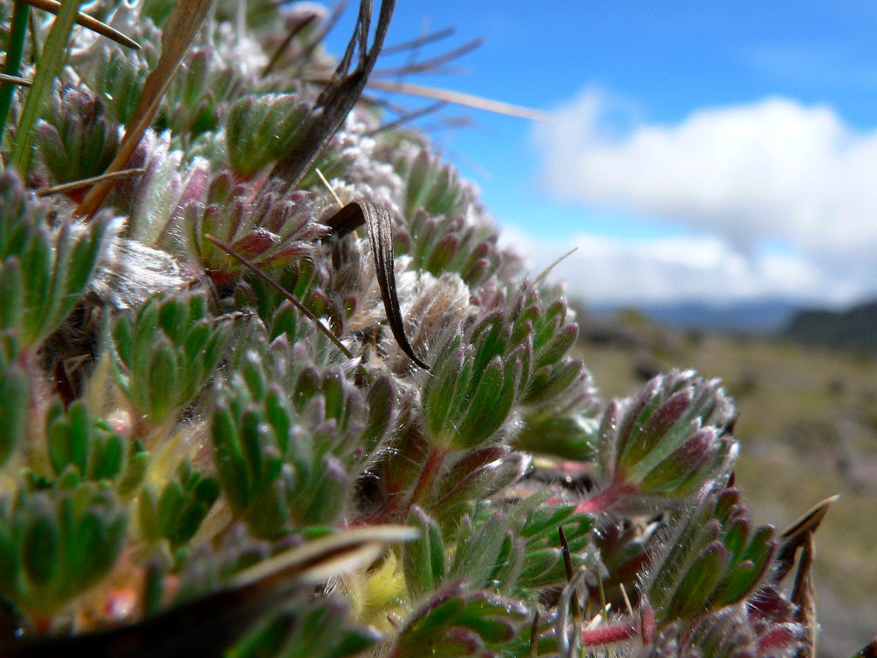 Geranium sericeum — search result for 'Geraniaceae'