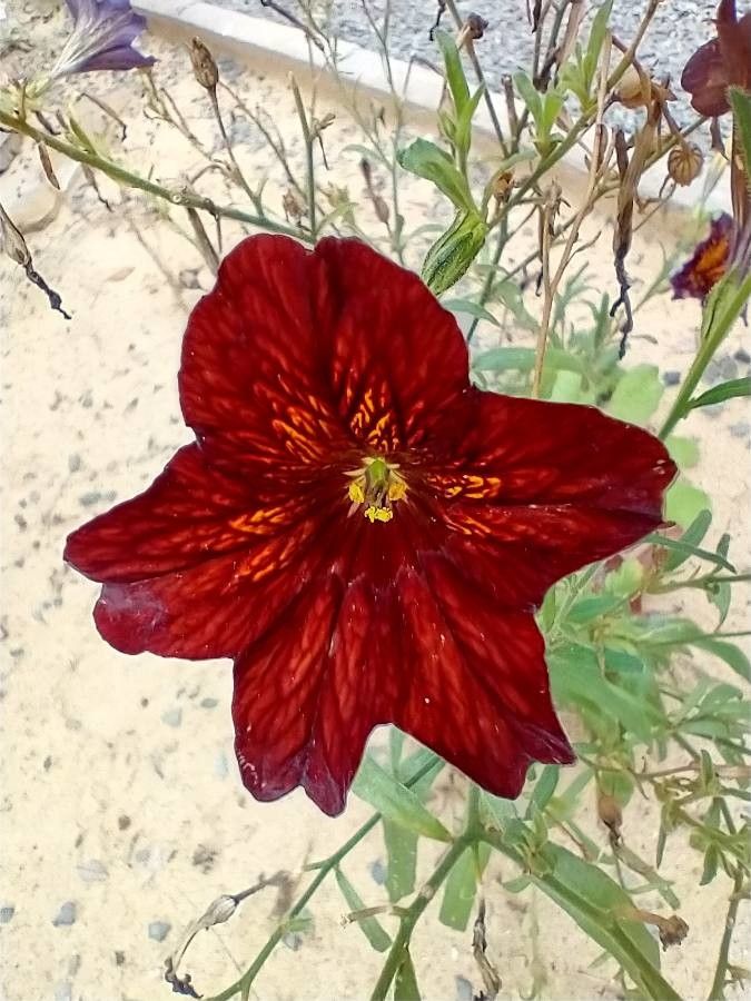 Salpiglossis sinuata flower