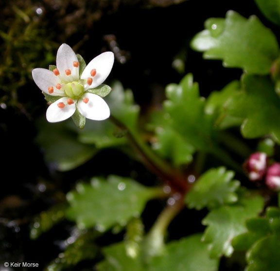 Micranthes howellii flower