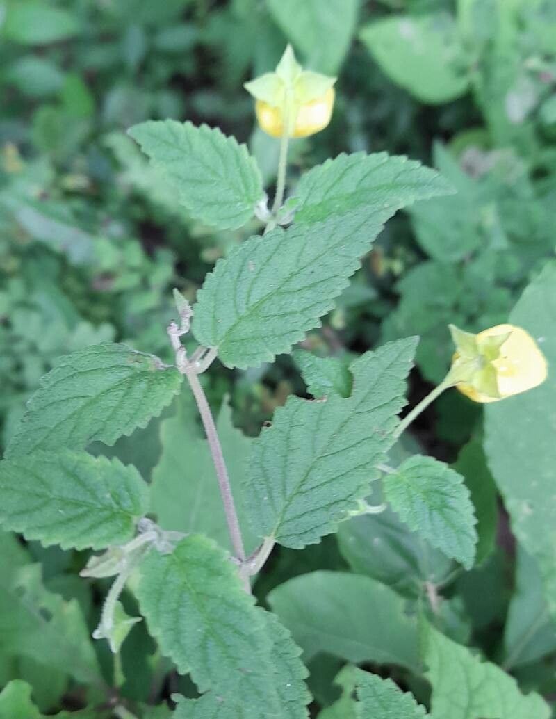 Calceolaria jujuyensis — houseplant care guide