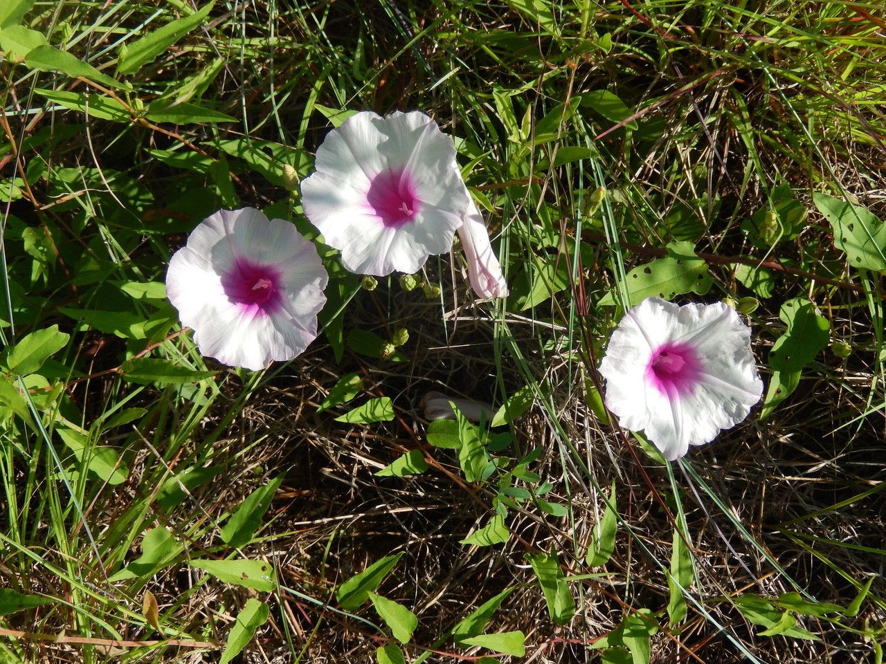 Ipomoea shumardiana habit