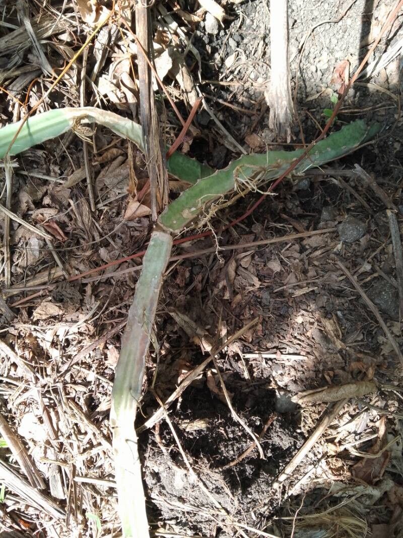 Selenicereus triangularis leaf