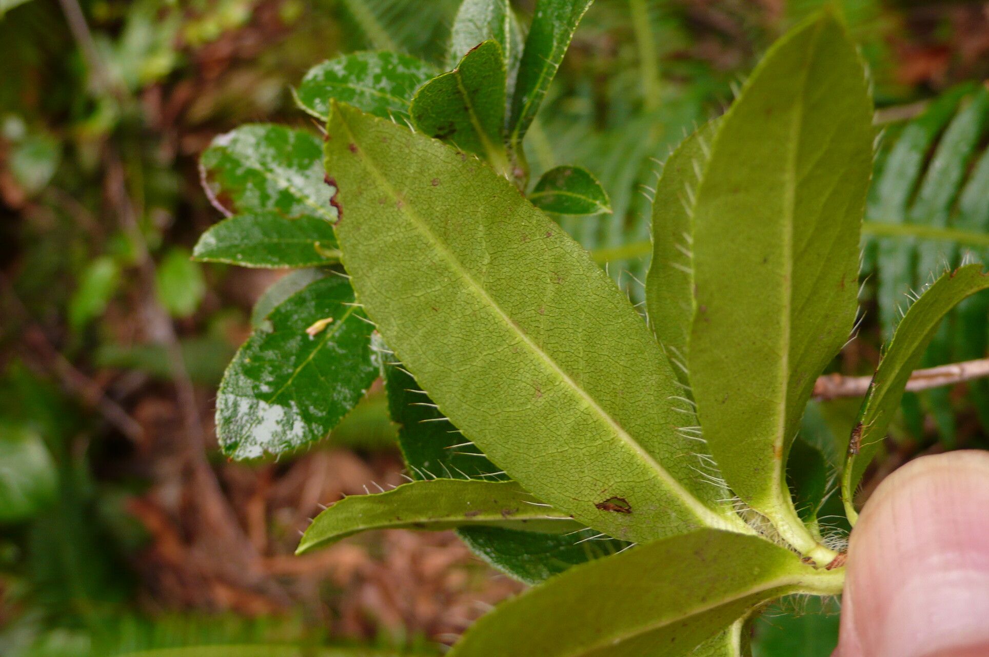 Rhododendron fletcherianum — houseplant care guide