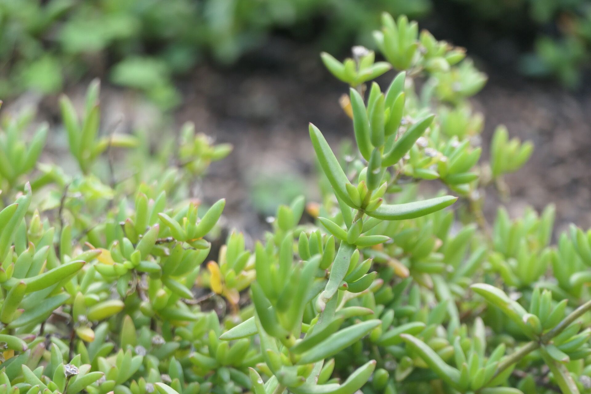Delosperma rileyi habit
