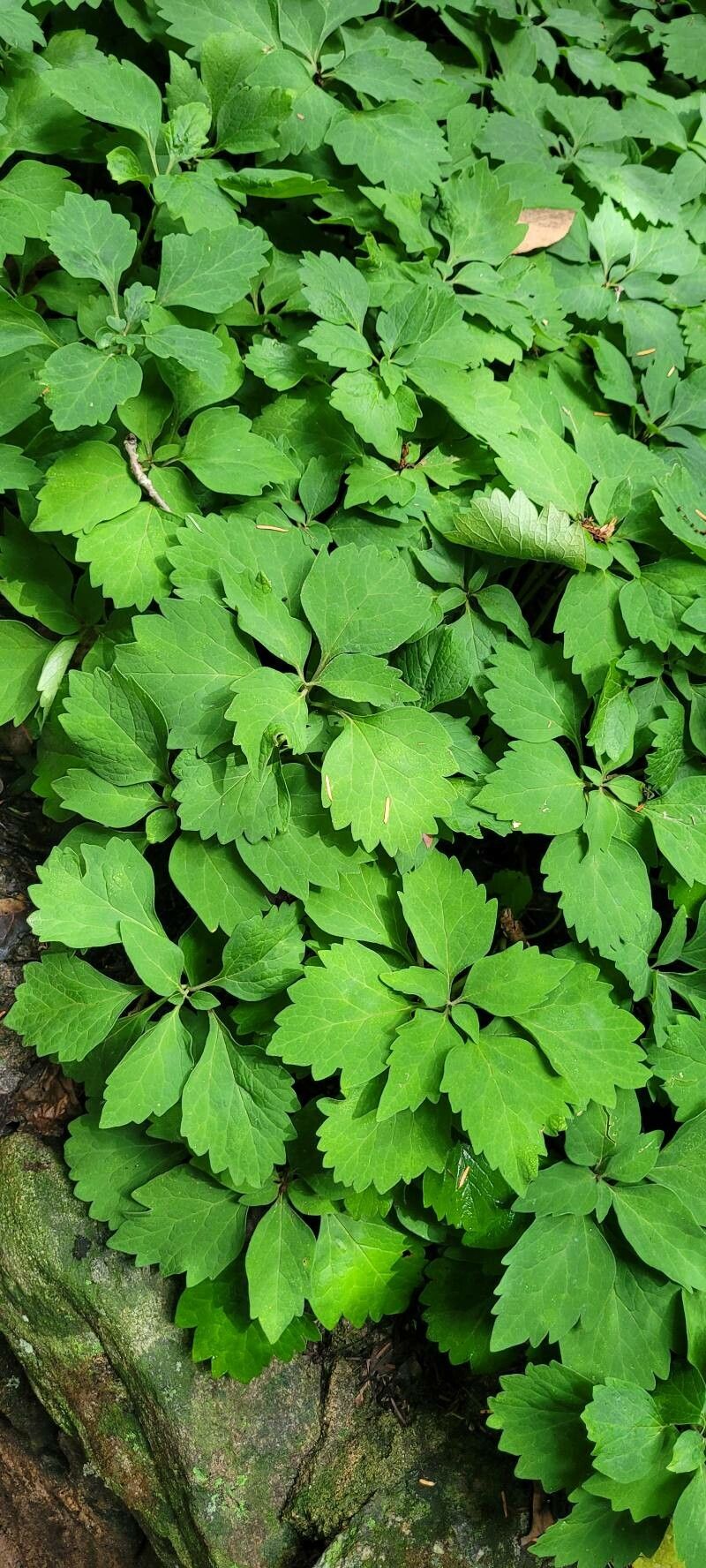 Pachysandra procumbens habit