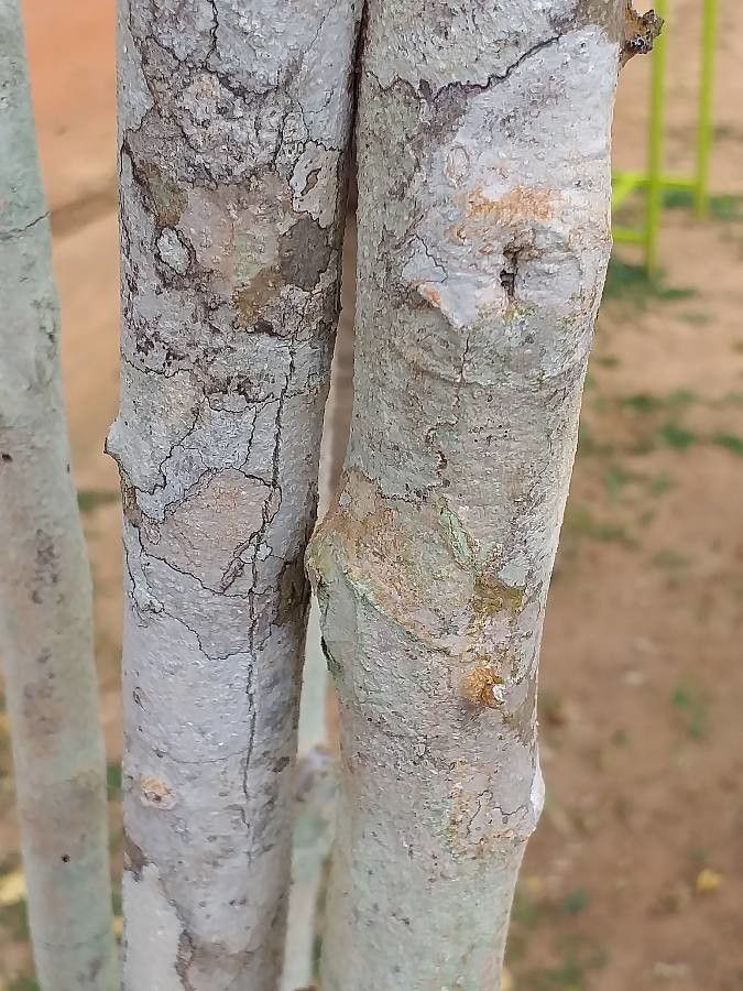 Suregada zanzibariensis bark