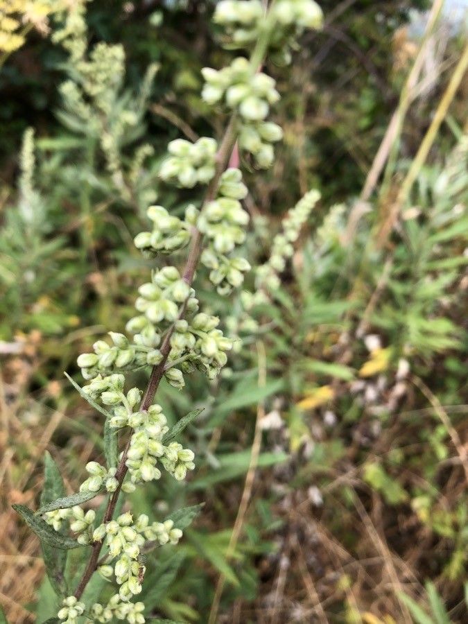 Artemisia douglasiana fruit