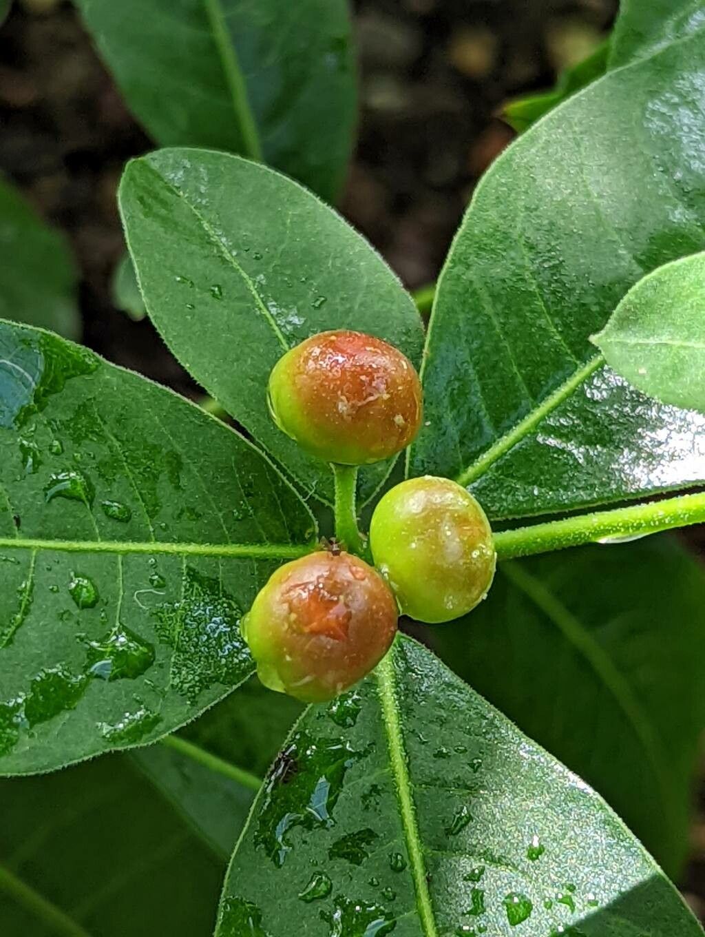 Rauvolfia tetraphylla fruit