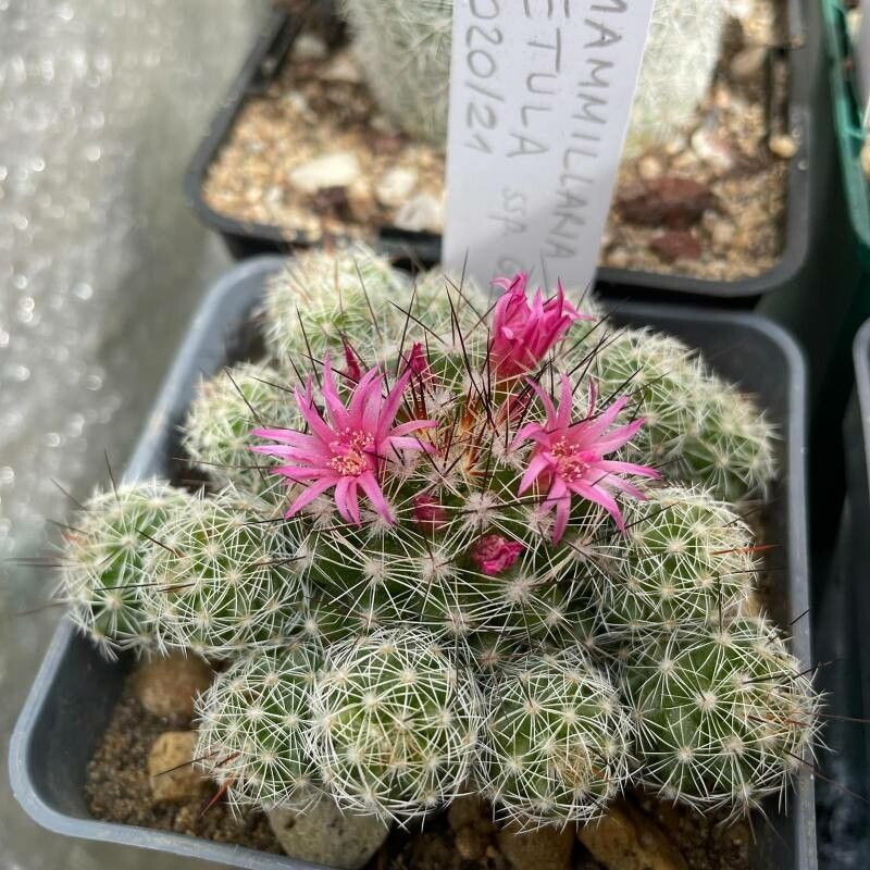 Mammillaria vetula flower
